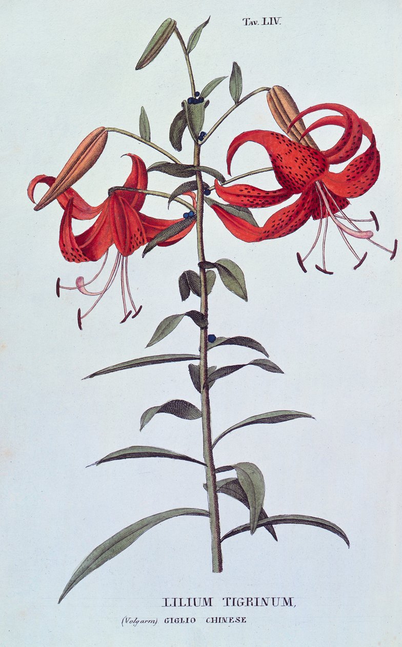Lilium tigrinum (Tiger Lily) z Anthrophy aneb Pěstování květin od A. Piccioli