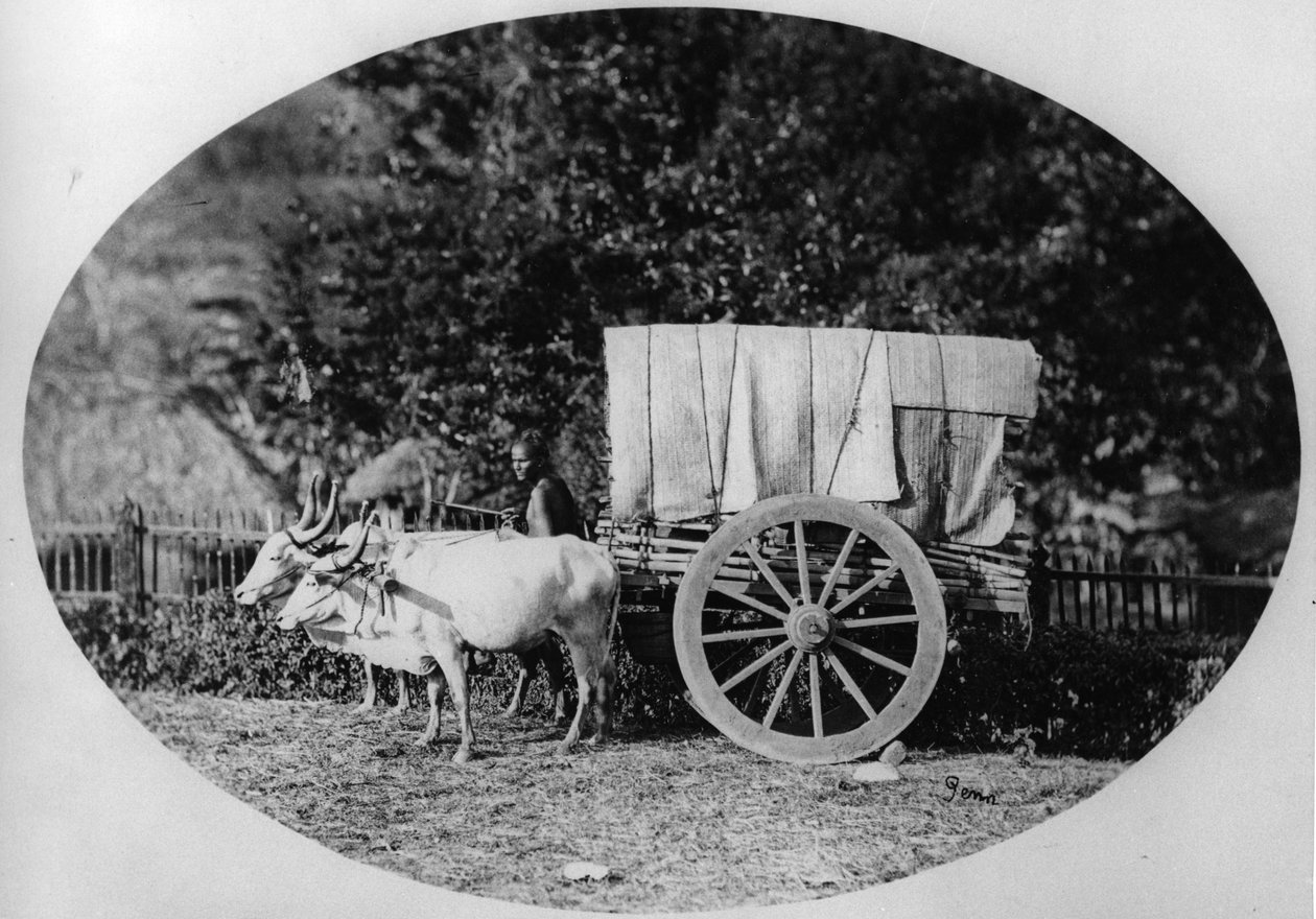 Indian Ox-Cart, cca 1886 (černobílá fotografie) od A. T. W. Penn