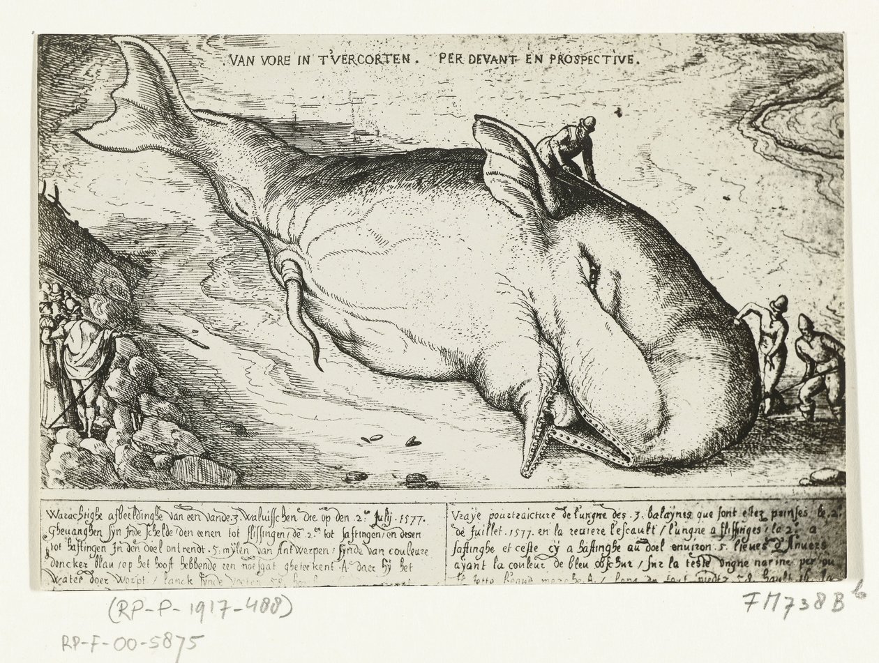 Tisk vyplavené velryby poblíž Antverp, 2. července 1577 od A.B. van Deinse