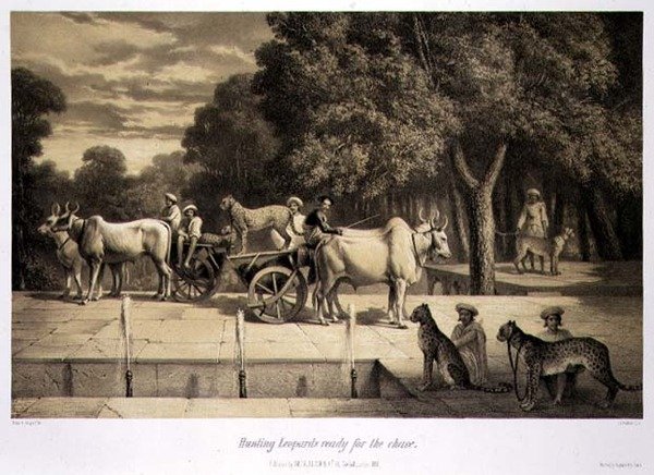 Lov leopardů připravených k lovu, z knihy "Cesta po Indii", vyryl Louis Henri de Rudder (1807-81), vydáno v Londýně. od A. (after) Soltykoff