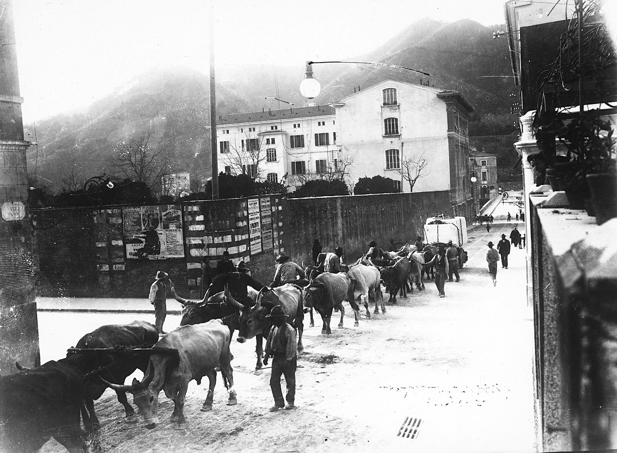 Někteří voli, kteří se používají k přepravě mramoru z apuánských lomů, jsou vyrobeni k chůzi po silnici v Carraře (černobílá fotografie) od A. Corsini