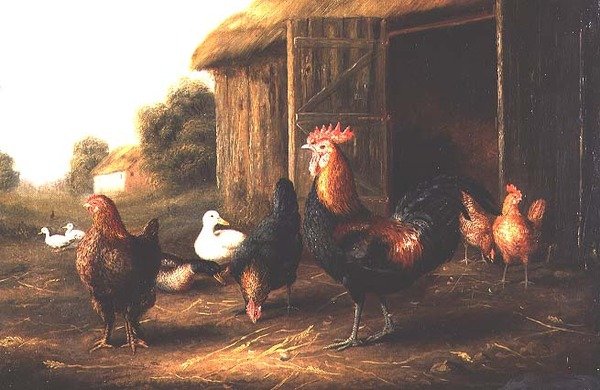 Kuřata a kachny na farmě od A. Jackson