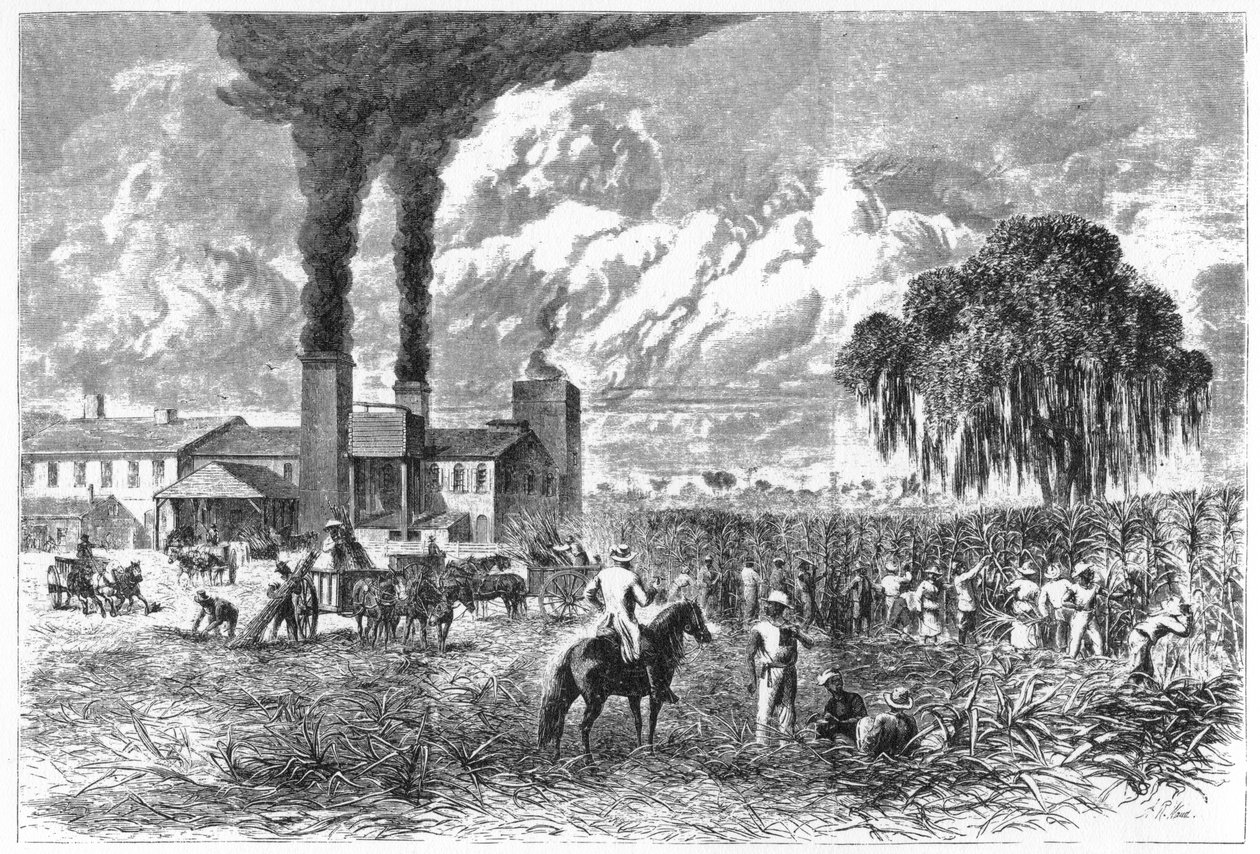 Cukrová plantáž, New Orleans, 1870. od A. R. Ward