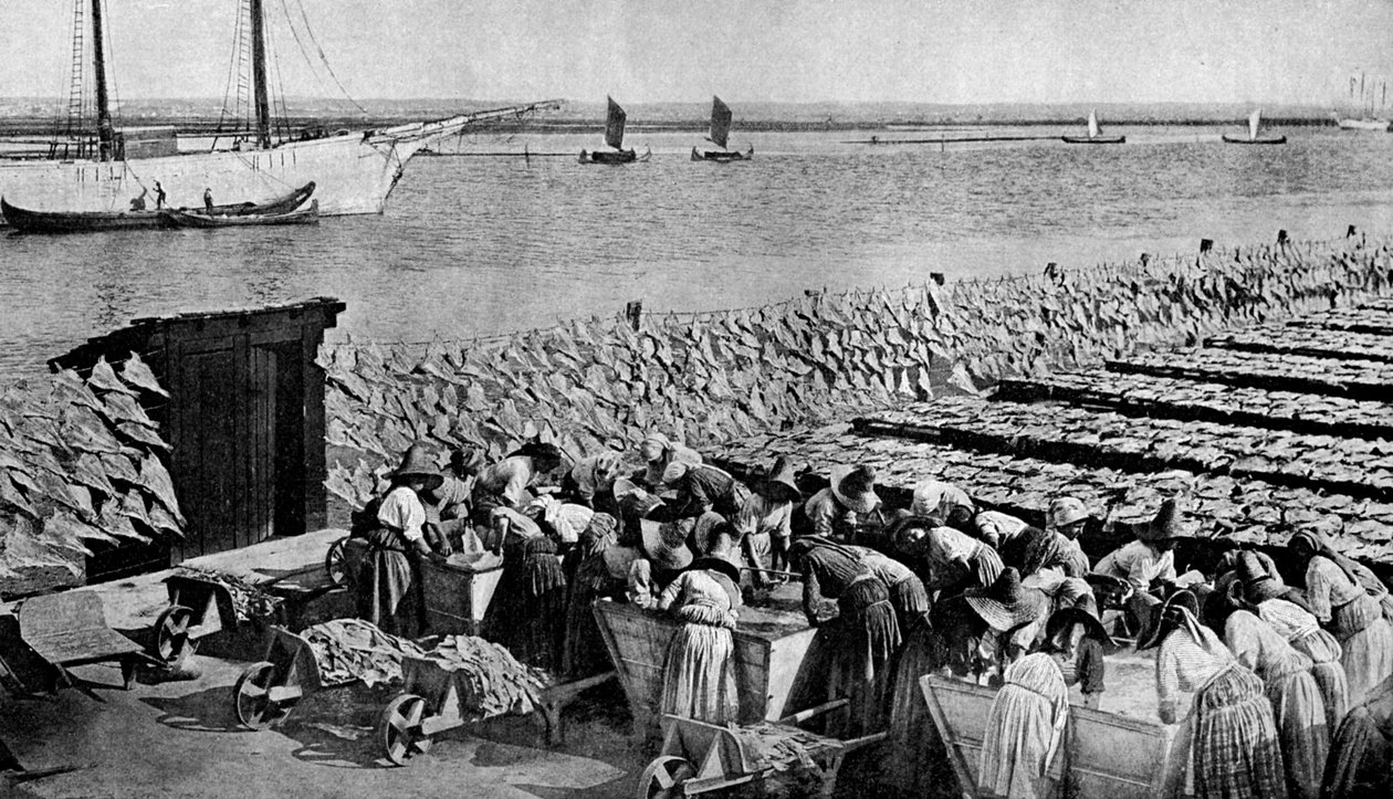 Množství tresky sušené na slunci v Aveiro u ústí řeky Vouga, Portugalsko, 30. léta 20. století od A. W. Cutler