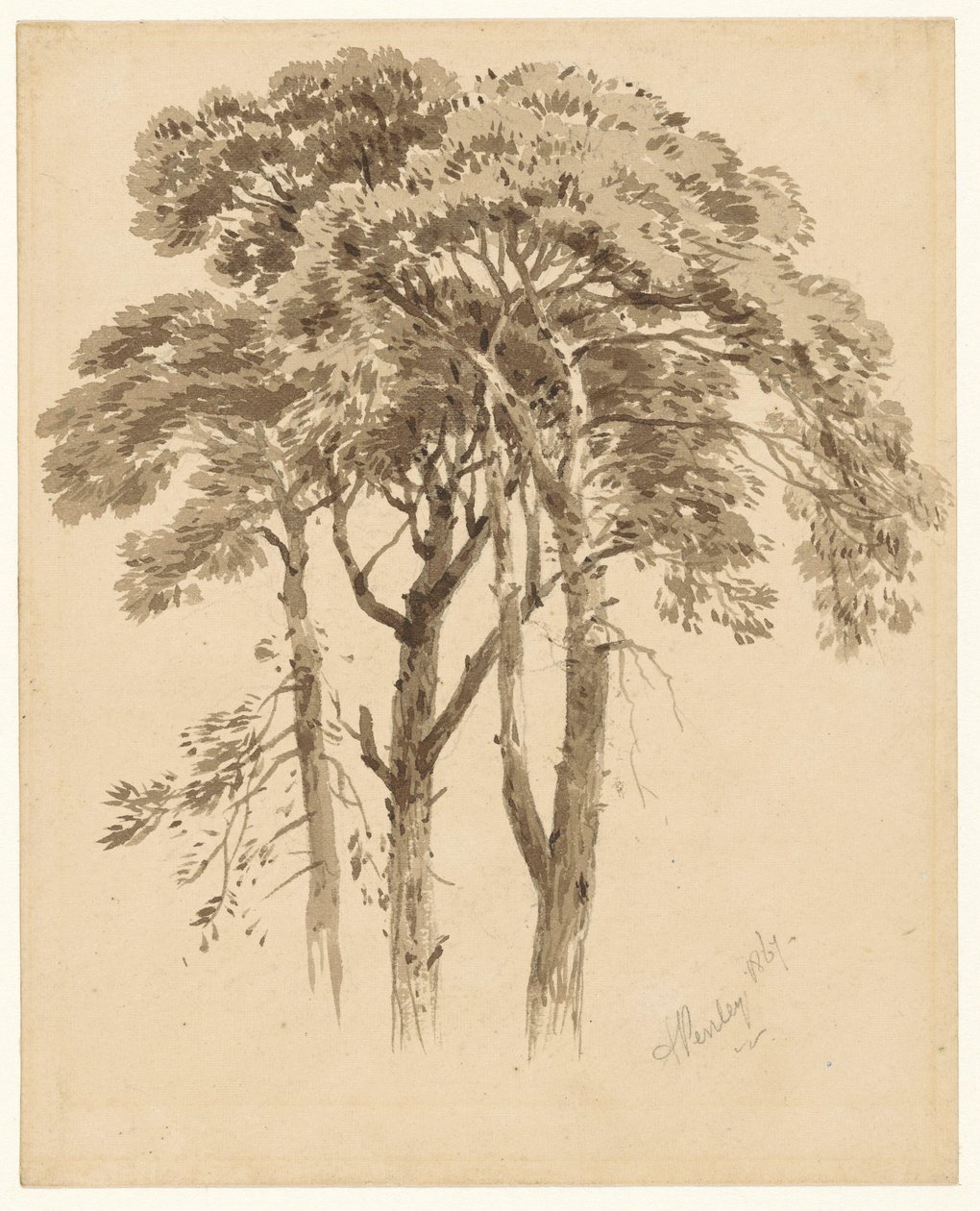 Studie tří borovic od Aaron Edwin Penley