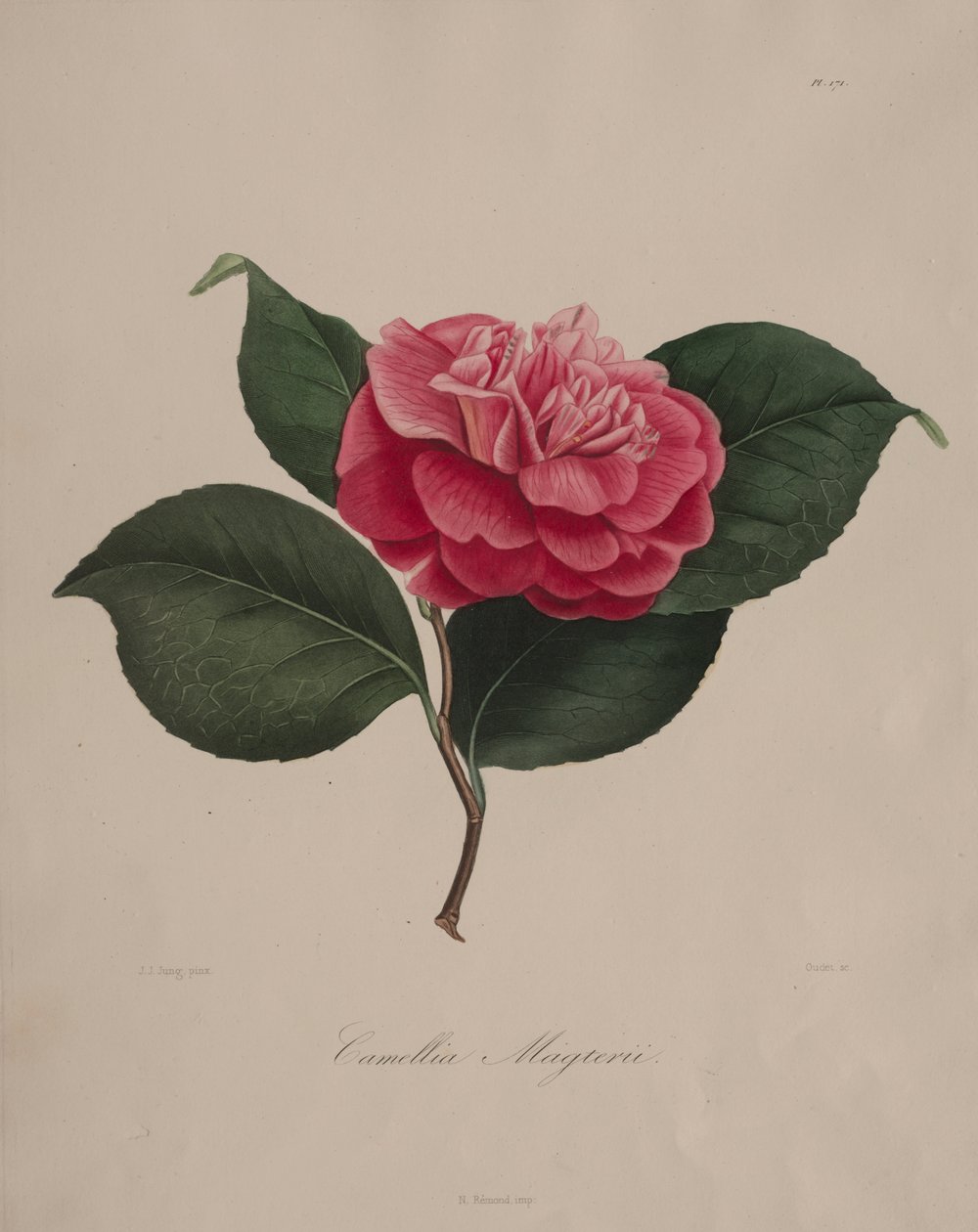 Ikonografie rodu kamélie: č. 171 od Abbé Laurent Berlèse