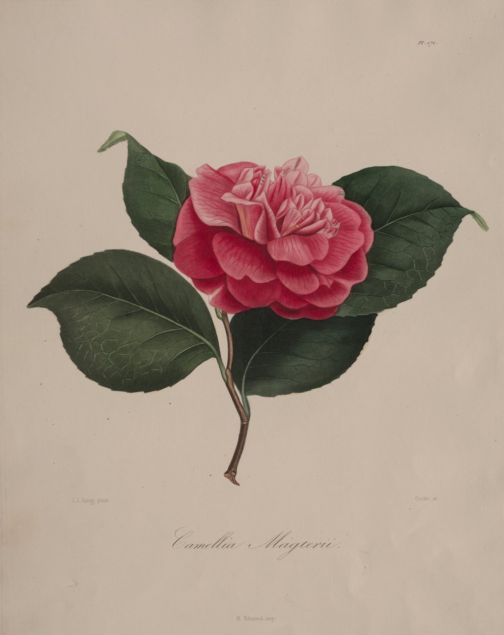 Ikonografie rodu kamélie: č. 171, 1839-1843. od Abbé Laurent Berlèse