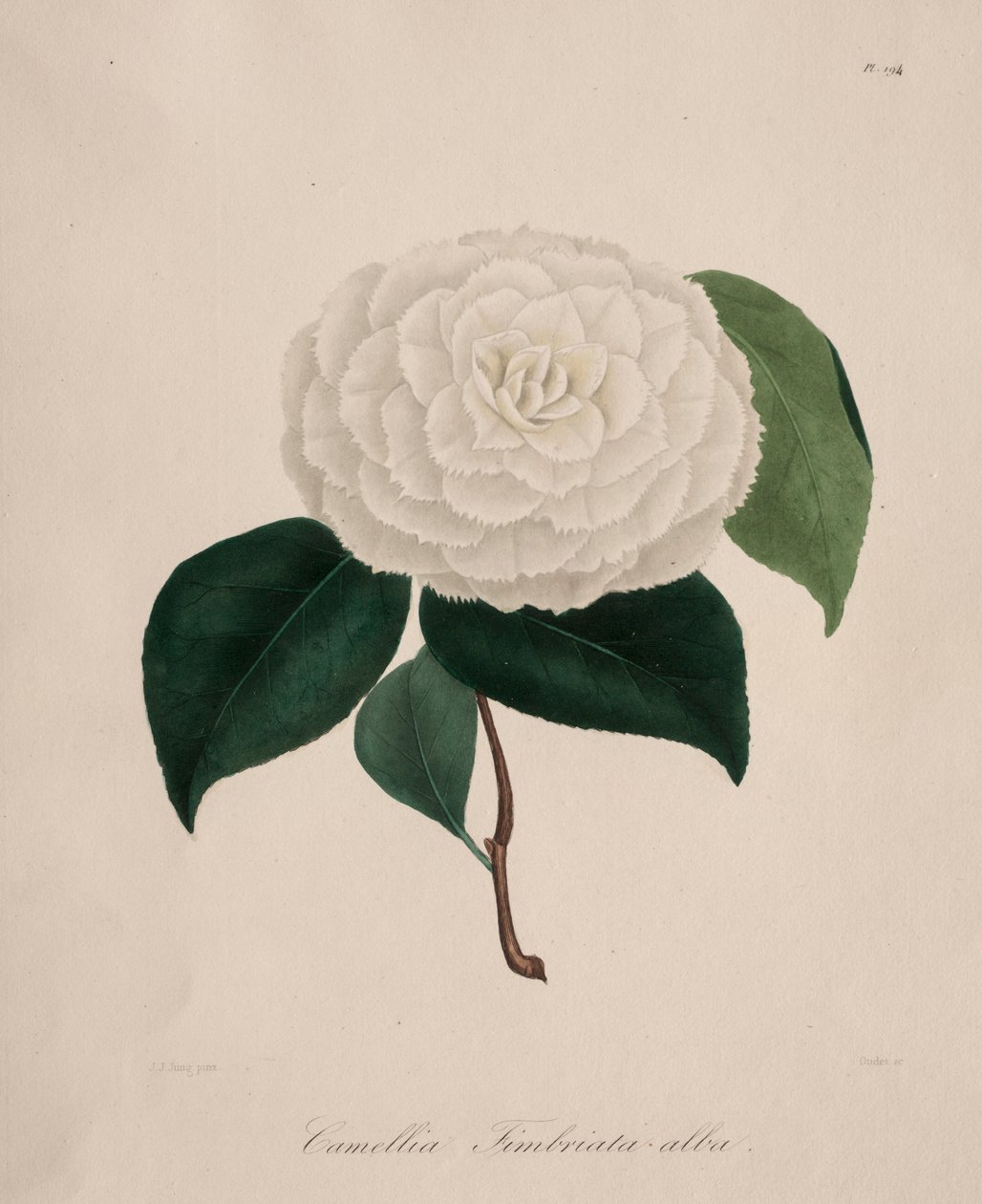 Ikonografie rodu kamélie: č. 194, 1839-1843. od Abbé Laurent Berlèse