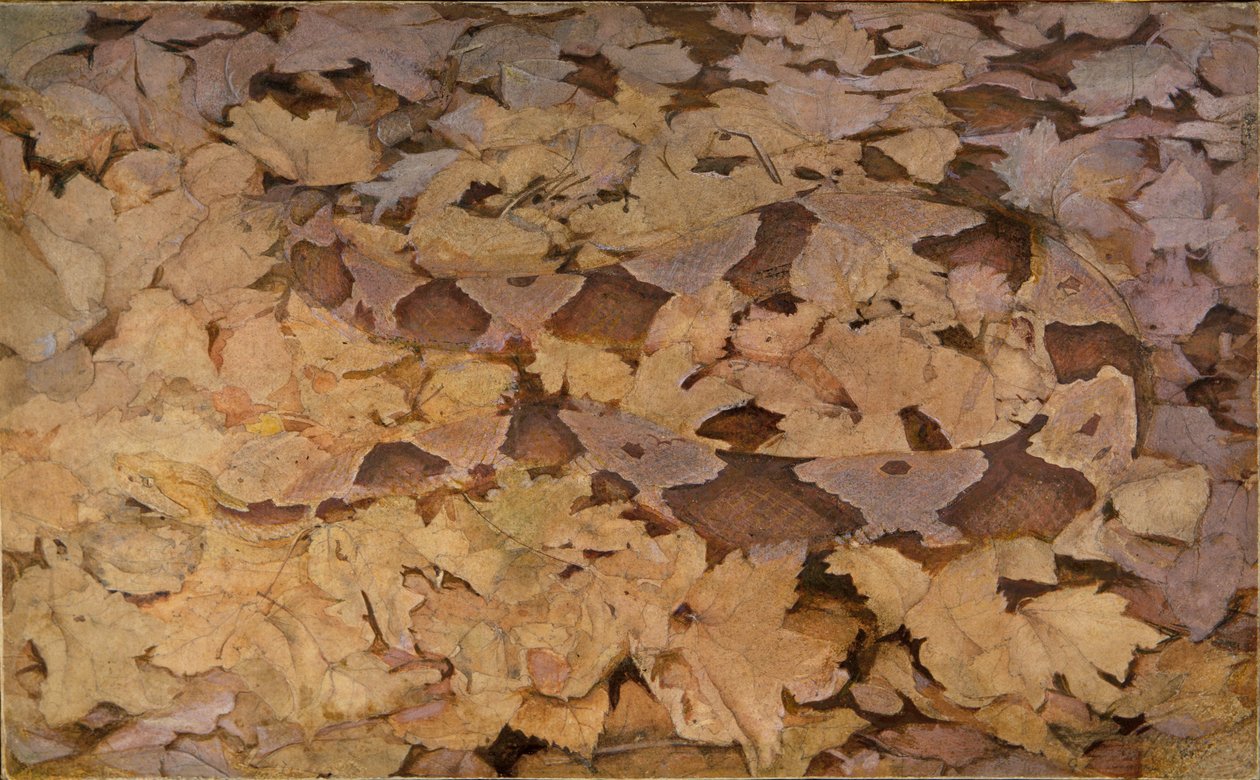 Copperhead Snake on Dead Leaves, studie na knihu Concealing Coloration in the Animal Kingdom. od Abbott Handerson Thayer
