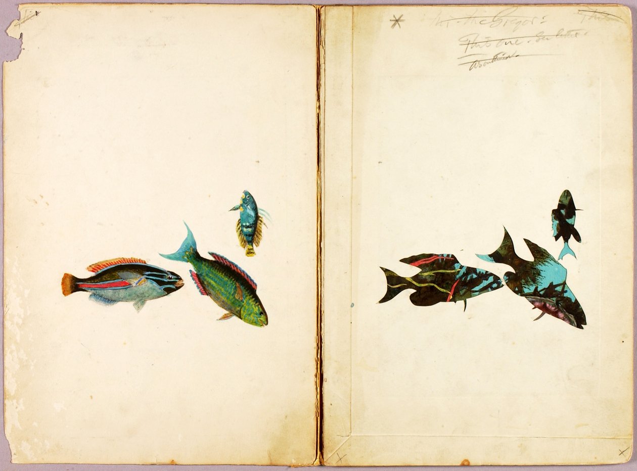 RYBY, studijní složka ke knize Concealing Coloration in the Animal Kingdom od Abbott Handerson Thayer