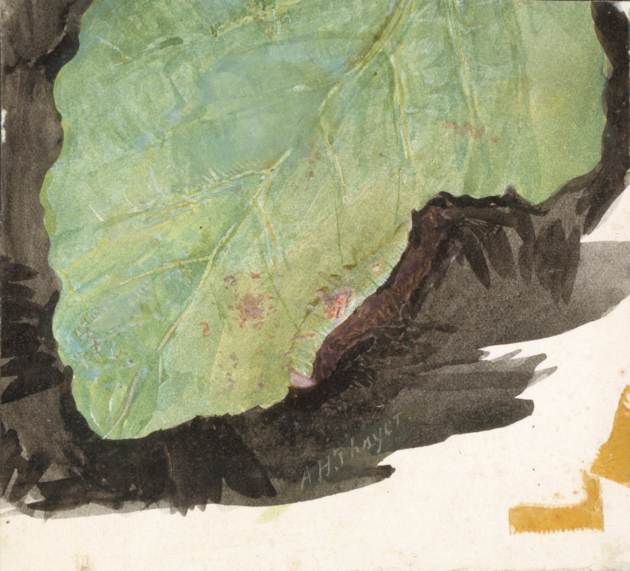 Heterocampa Biundata, Walker, studie pro knihu Concealing Coloration in the Animal Kingdom, n.d. od Abbott Handerson Thayer