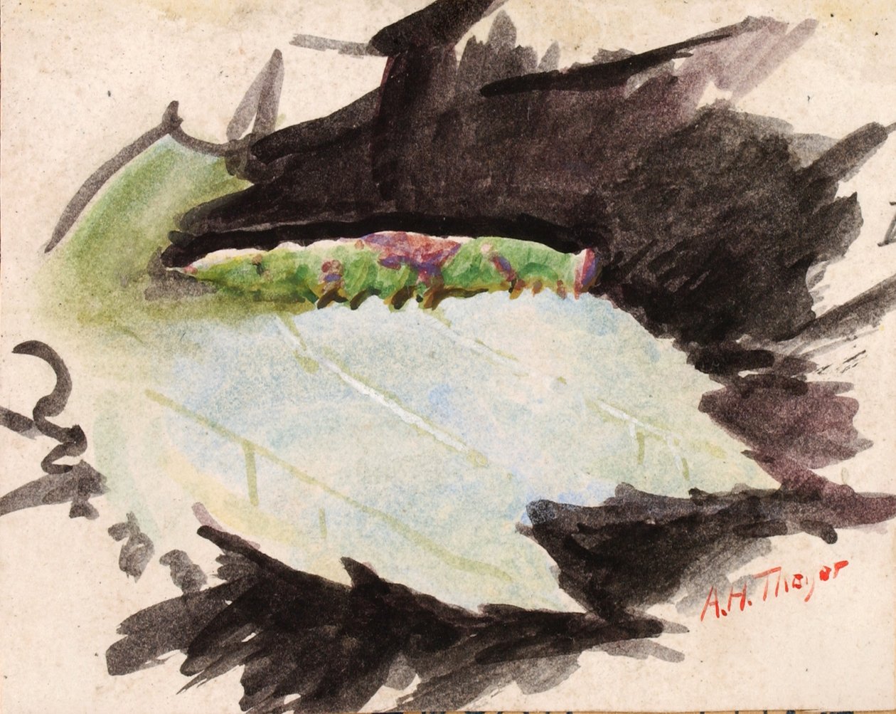 Heterocampa Biundata, Walker, studie pro knihu Concealing Coloration in the Animal Kingdom, n.d. od Abbott Handerson Thayer