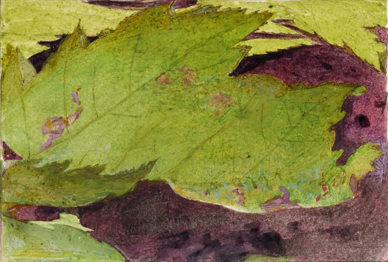 Heterocampa Biundata, Walker, studie pro knihu Concealing Coloration in the Animal Kingdom (Skrývání zbarvení v živočišné říši) od Abbott Handerson Thayer
