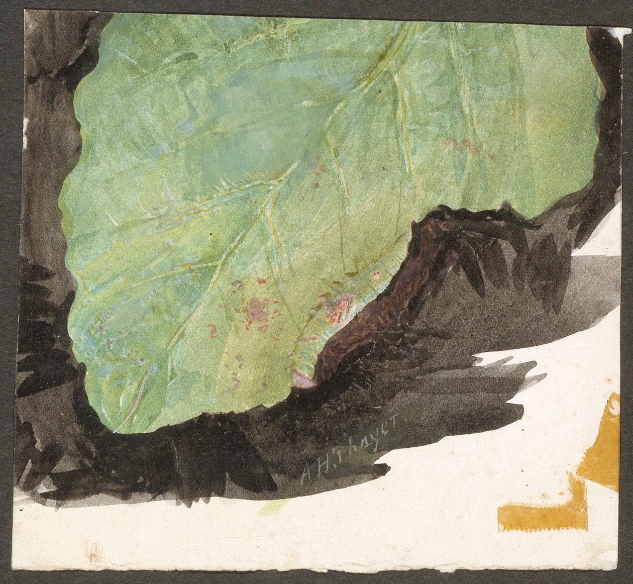 Heterocampa Biundata, Walker, studie pro knihu Concealing Coloration in the Animal Kingdom (Skrývání zbarvení v živočišné říši) od Abbott Handerson Thayer