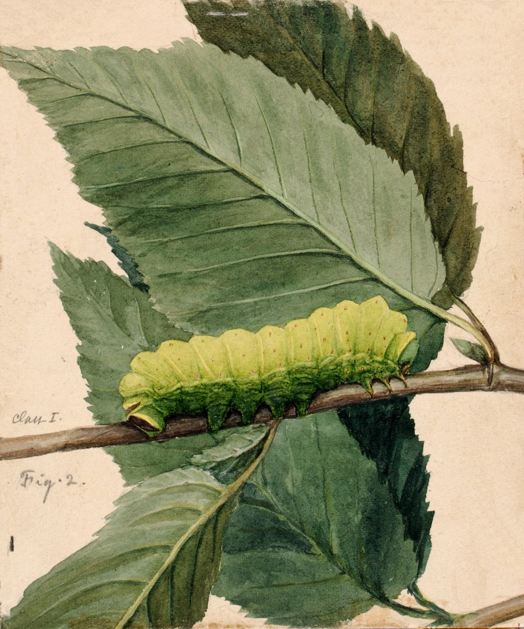 Lunar Caterpillar, studie pro knihu Concealing Coloration in the Animal Kingdom, n.d. od Abbott Handerson Thayer