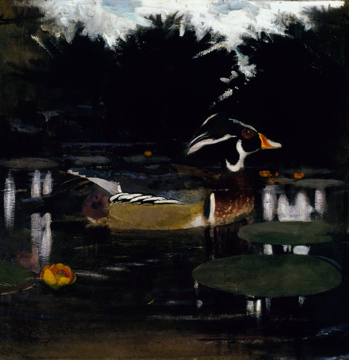 Dřevěná kachna v lesní tůni, studie pro knihu Skrytí barev v říši zvířat, c1905-1 od Abbott Handerson Thayer