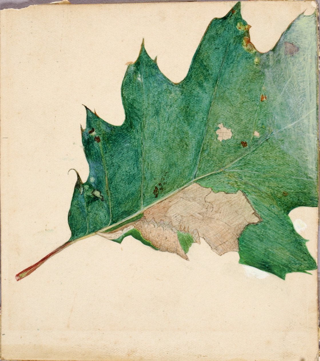 Oligocentra Lignicolor, Walker, studie na knihu Concealing Coloration in the Animal Kingdom. od Abbott Handerson Thayer
