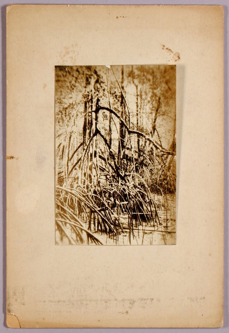 Fotografie bažiny, studijní složka ke knize Skrývání zbarvení v živočišné říši od Abbott Handerson Thayer