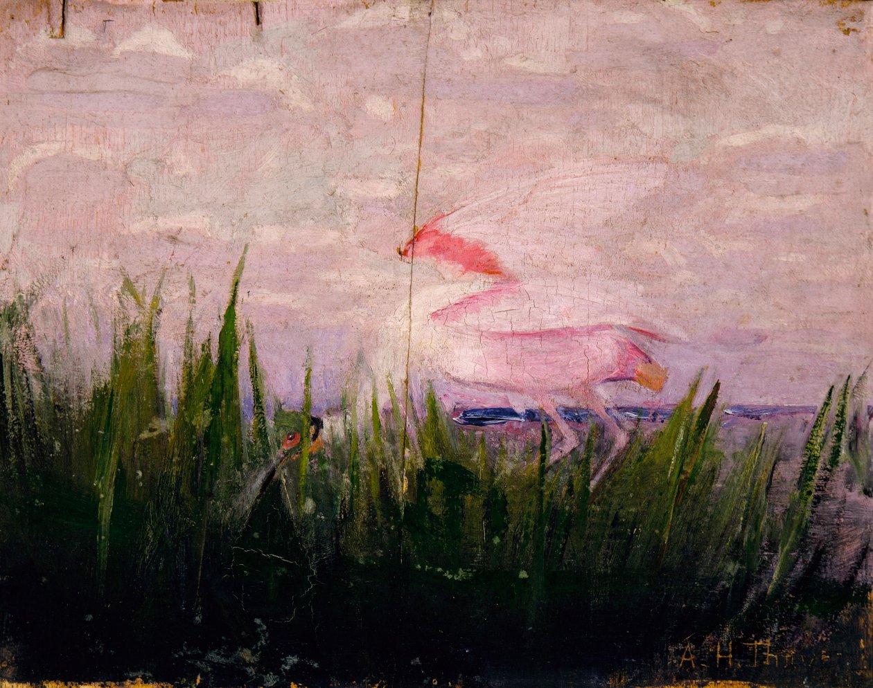 Lžičák pestrý, studie ke knize Skrývání zbarvení v živočišné říši od Abbott Handerson Thayer