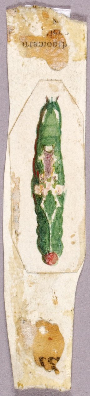 Housenka z bílé břízy Leaf Edge, studie pro knihu Concealing Coloration in the Animal Kingdom. od Abbott Handerson Thayer