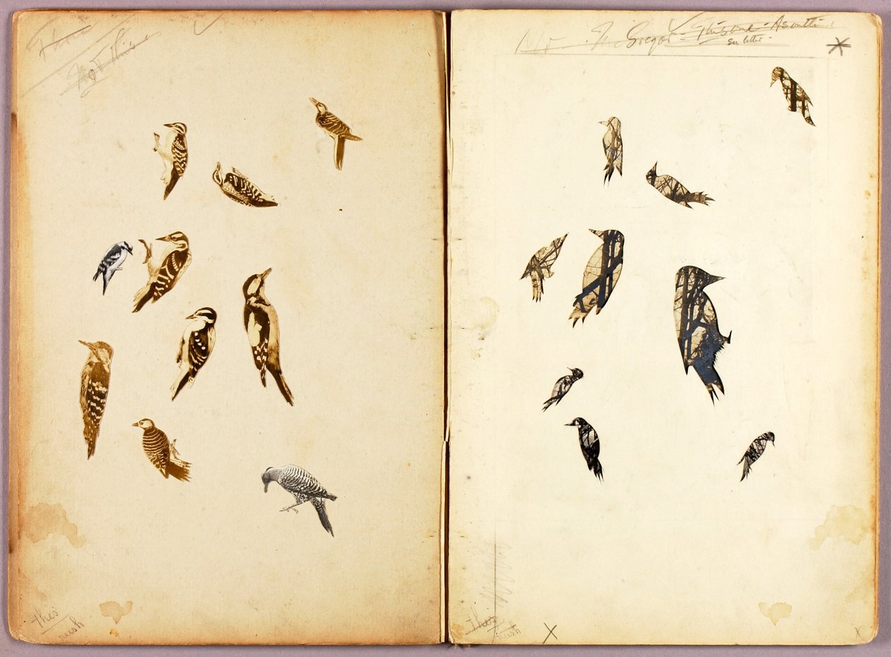 Datel, studijní složka ke knize Ochranné zbarvení v říši živočichů od Abbott Handerson Thayer