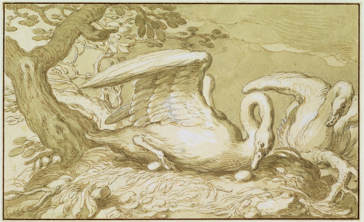 Labuť ve svém hnízdě (pero a inkoust na papíře) od Abraham Bloemaert