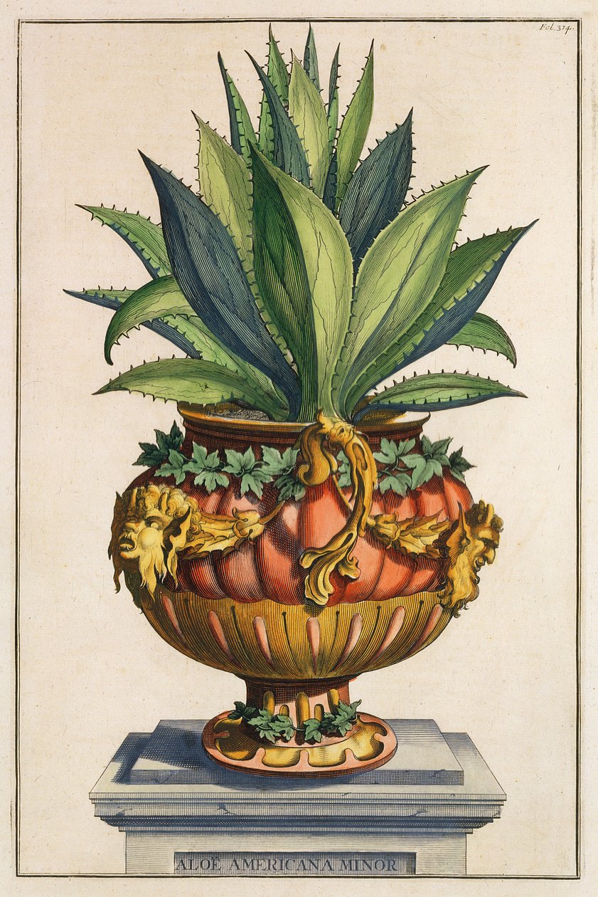 Aloe Americana Minor, z knihy "Phytographia Curiosa", vydané roku 1702 od Abraham Munting