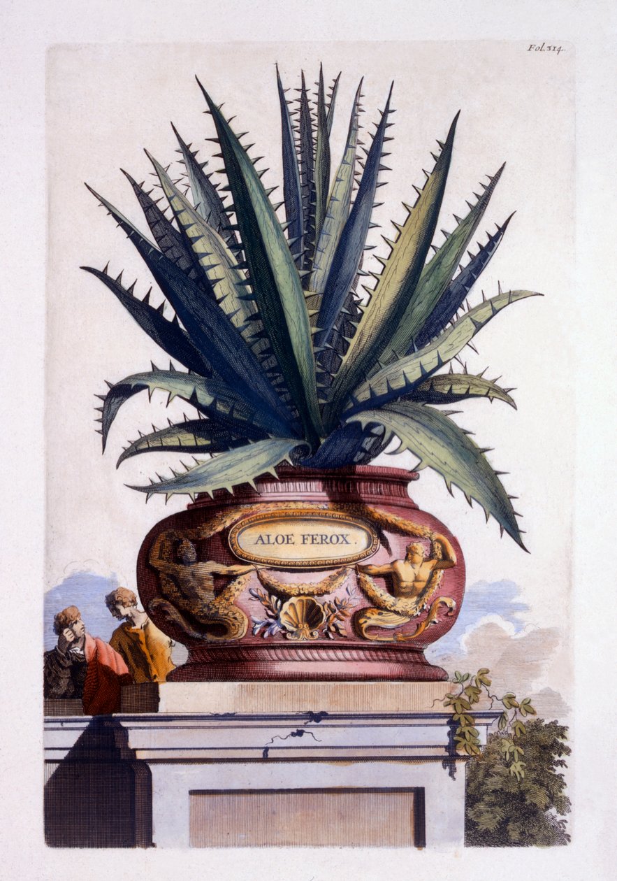Aloe Ferox, z 