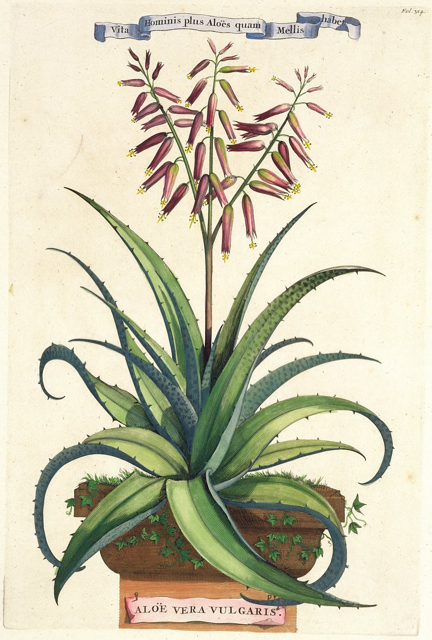 Aloe Vera Vulgaris, z 