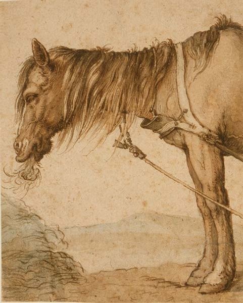 PD.159-1963 A Horse Eating Hay, cca 1600-10 (pero a inkoust, mytí) od Abraham Bloemaert