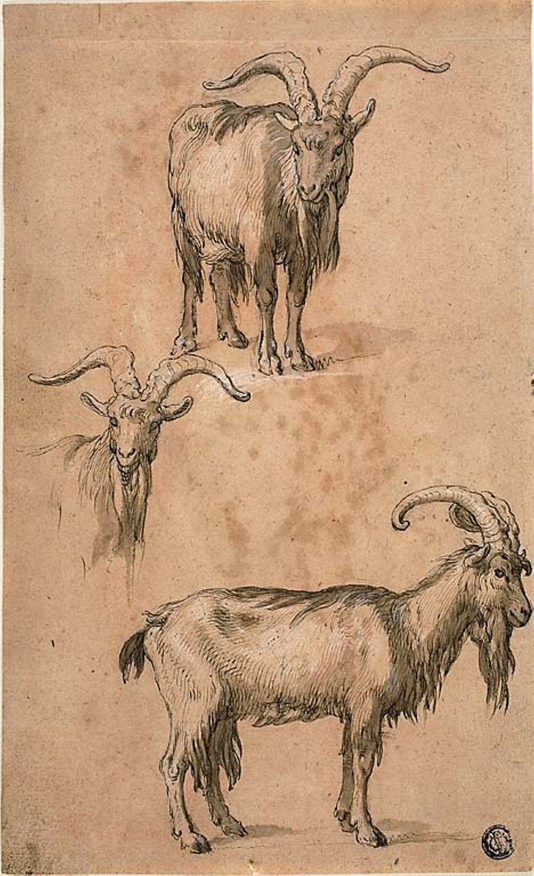 Tři náčrtky kozy (recto) Draperie stojící ženské postavy (verze) od Abraham Bloemaert