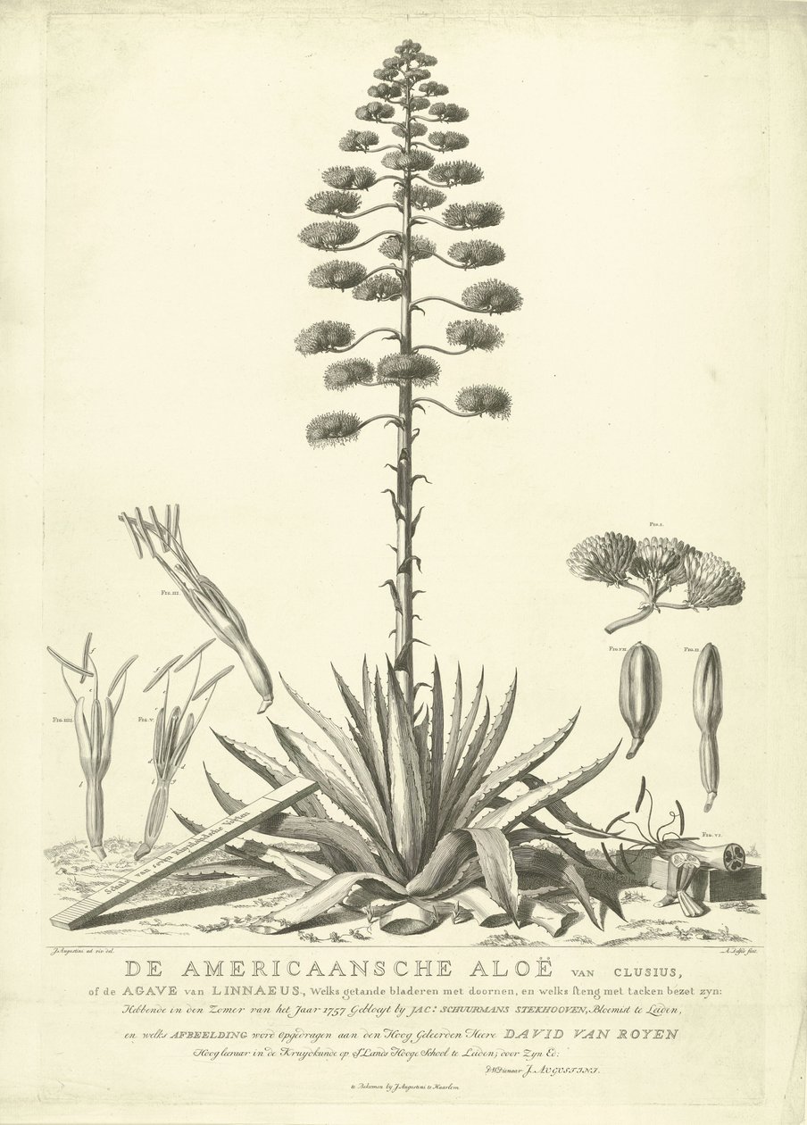 Kvetoucí americká aloe, 1757 Americká aloe Clusiova nebo agáve z Linného (...) Rozkvetlé v létě roku 1757 od Jac: Schuurmans Stkehooven, květinář v Leidenu (název na předmětu) od Abraham Delfos