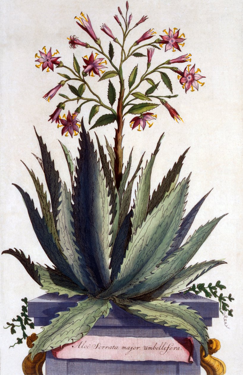 Aloe Serrata major umbellifera, z 