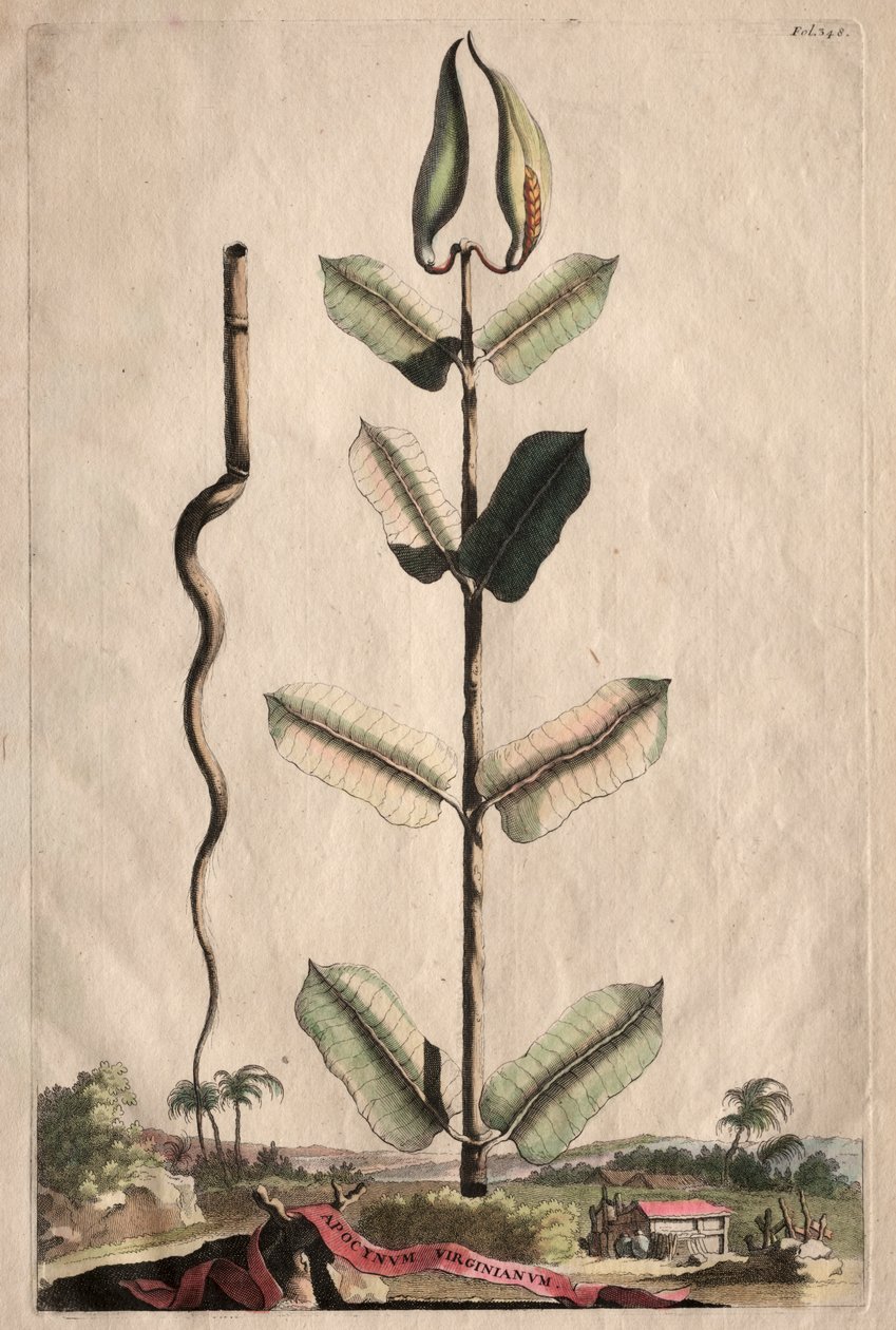 Kuriózní fytografie: Virginian Apocynum od Abraham Munting