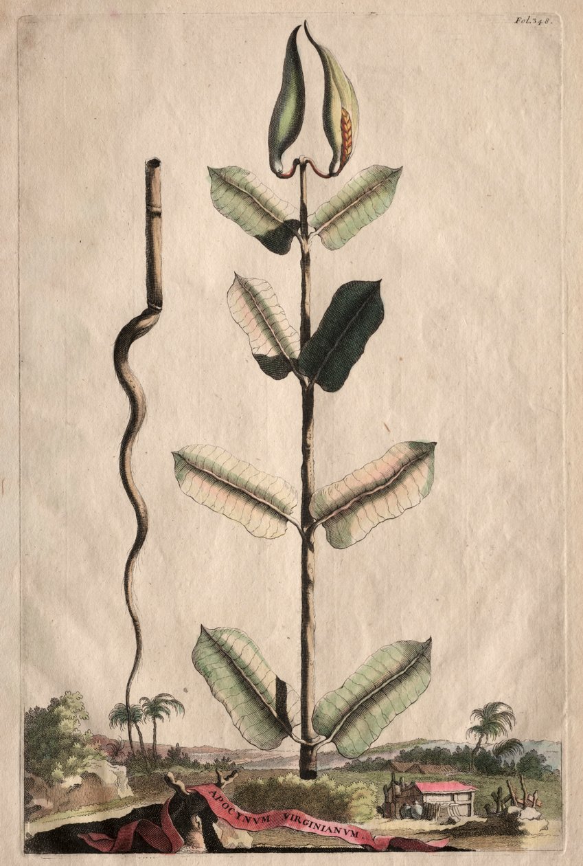 Phytographia Curiosa: Apocynum Virginianum. od Abraham Munting