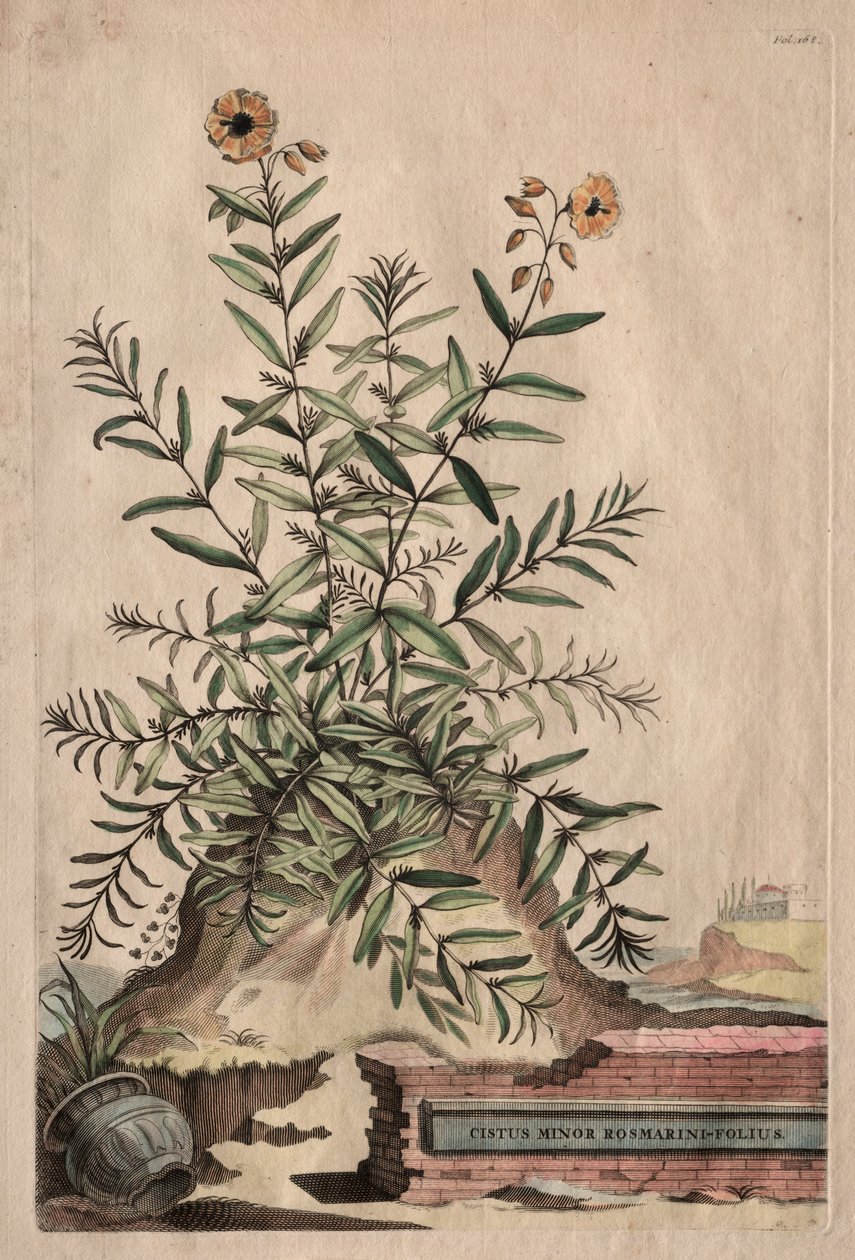 Kuriózní fytografie: Cistus Minor Rosemary-Leaf od Abraham Munting