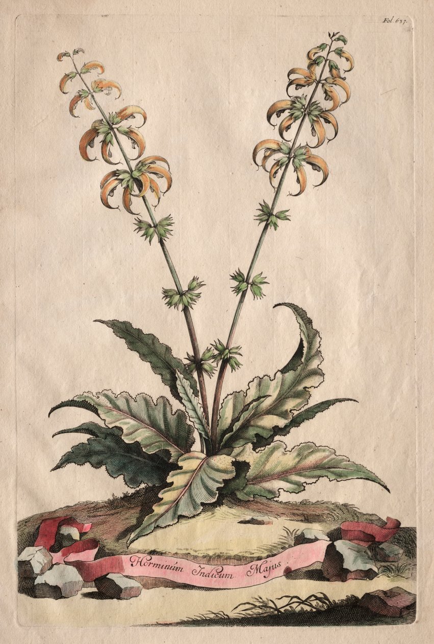 Phytographia Curiosa: hlavní indický horminum od Abraham Munting