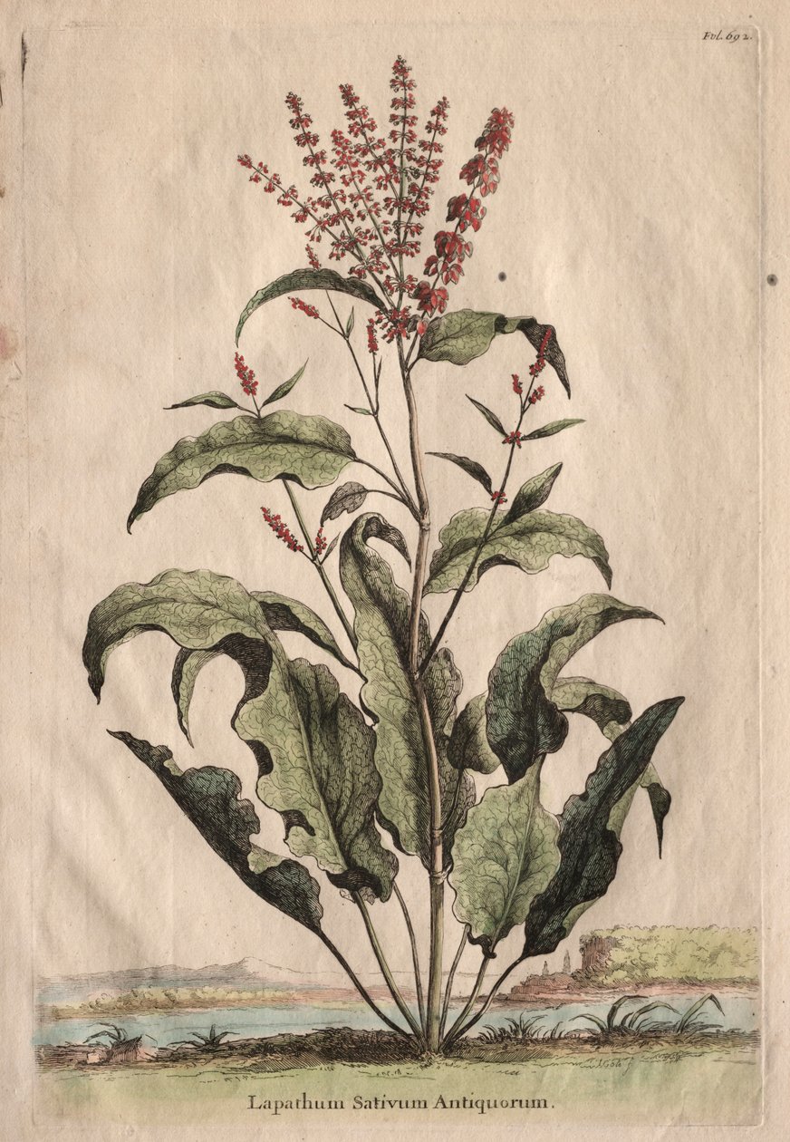 Phytographia Curiosa: Lapathum Sativum Antiquorum. od Abraham Munting