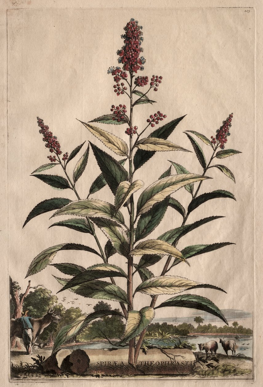Kuriózní fytografie: Spiraea Theophrastus od Abraham Munting