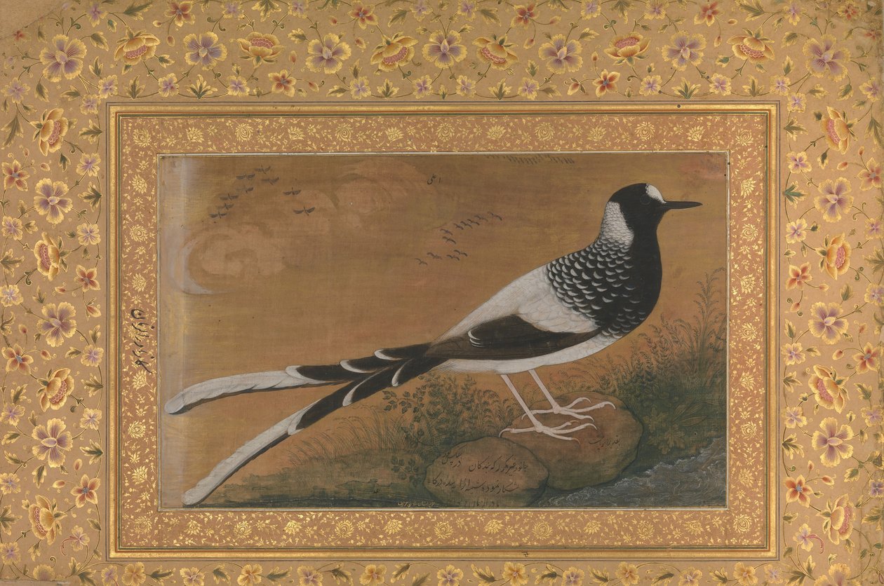 Spotted Forktail, Folio z alba Shah Jahan, recto: ca. 1610-15, ca. 1540. od Abu al Hasan
