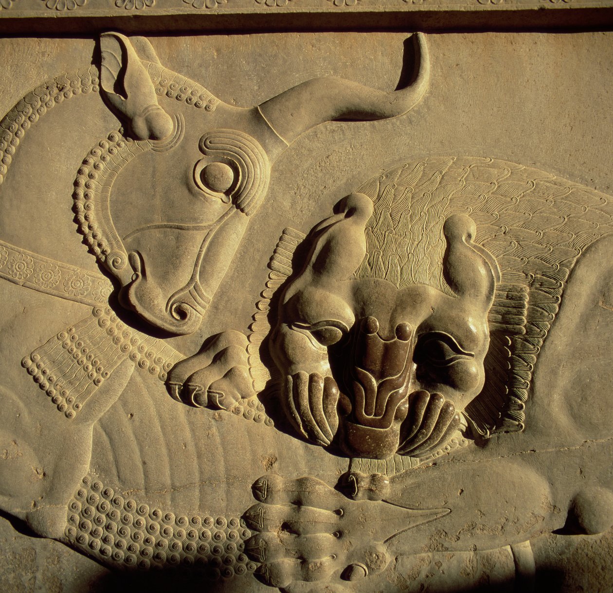 Zuřivý lev útočící na býka, reliéf ze severní fasády schodiště Tripylonu, 500-480 př.nl od Achaemenid
