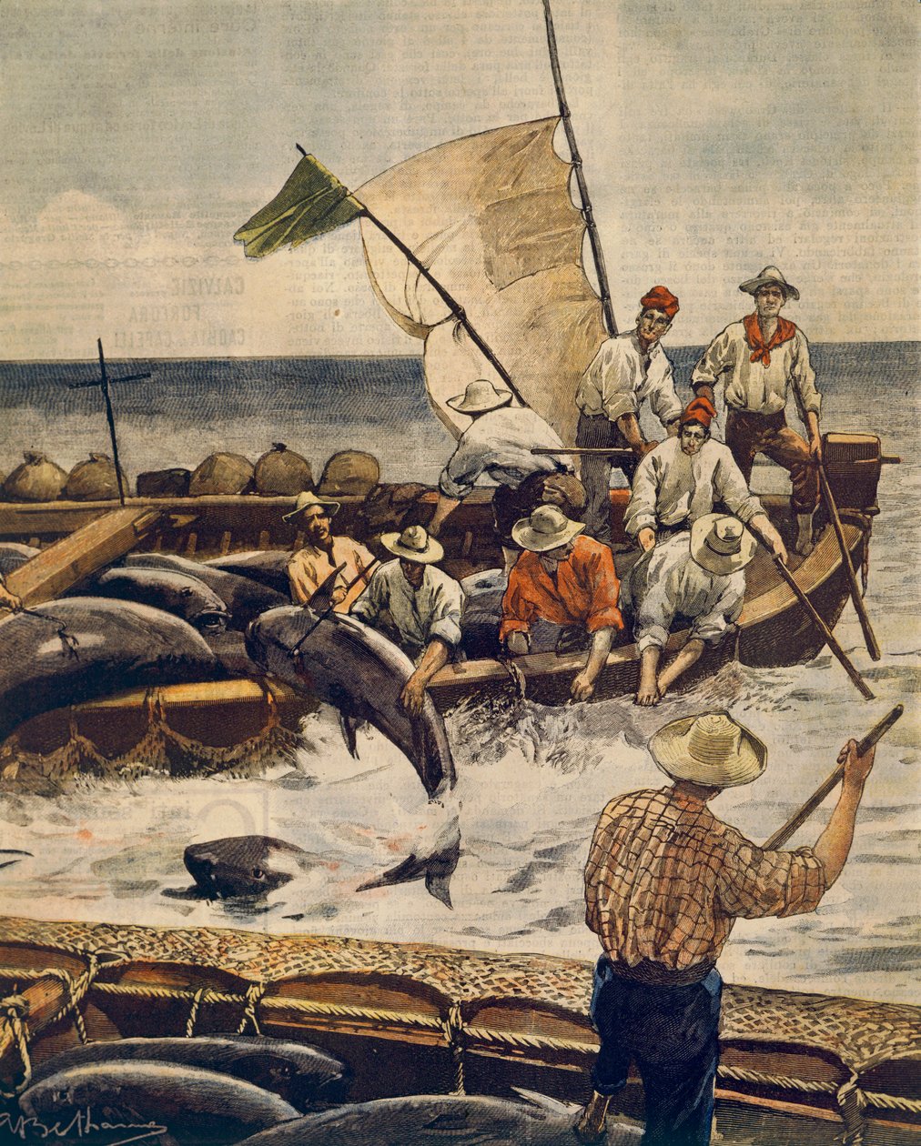 Mimořádný lov tuňáka obecného na ostrově Piana, Sardinie, Achille Beltrame (1871-1945), z La Domenica del Corriere, 30. června 1900 od Achille Beltrame