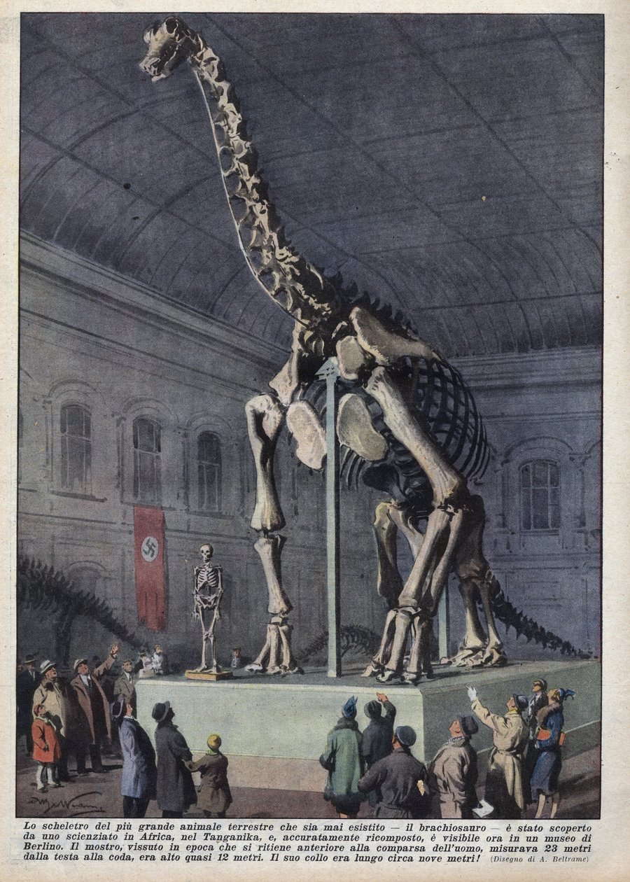 Instalace kostry brachiosaura objevená vědcem v Africe v muzeu v Berlíně v Německu. Ilustrace Achilles Beltrame v „“ La domenica del corriere““ z 12.12.1937 od Achille Beltrame