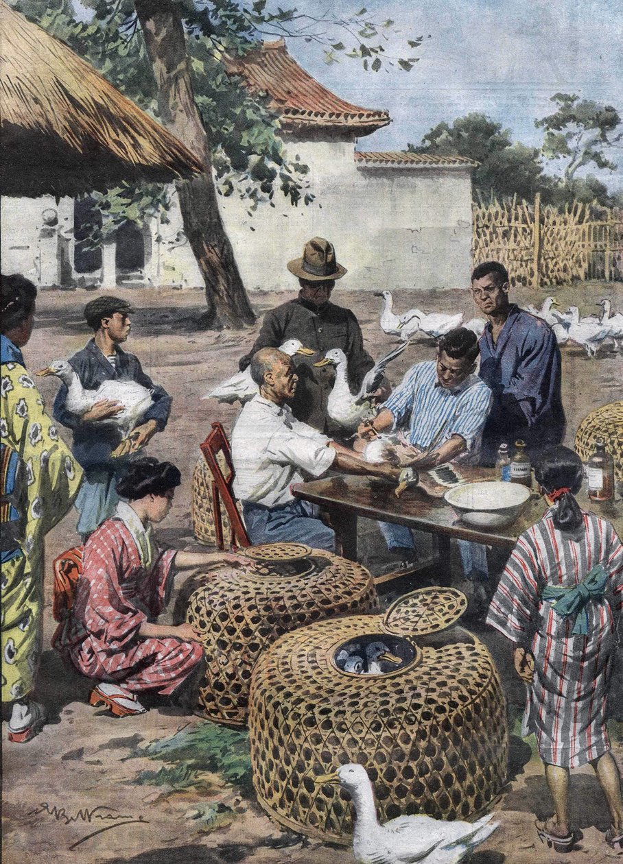 Tokyo Imperial Palace Garden: Očkování a veterinární pomoc pro kachny na jejich ochranu před cholerou. Ilustrace Achille Beltrame z roku 1928. od Achille Beltrame