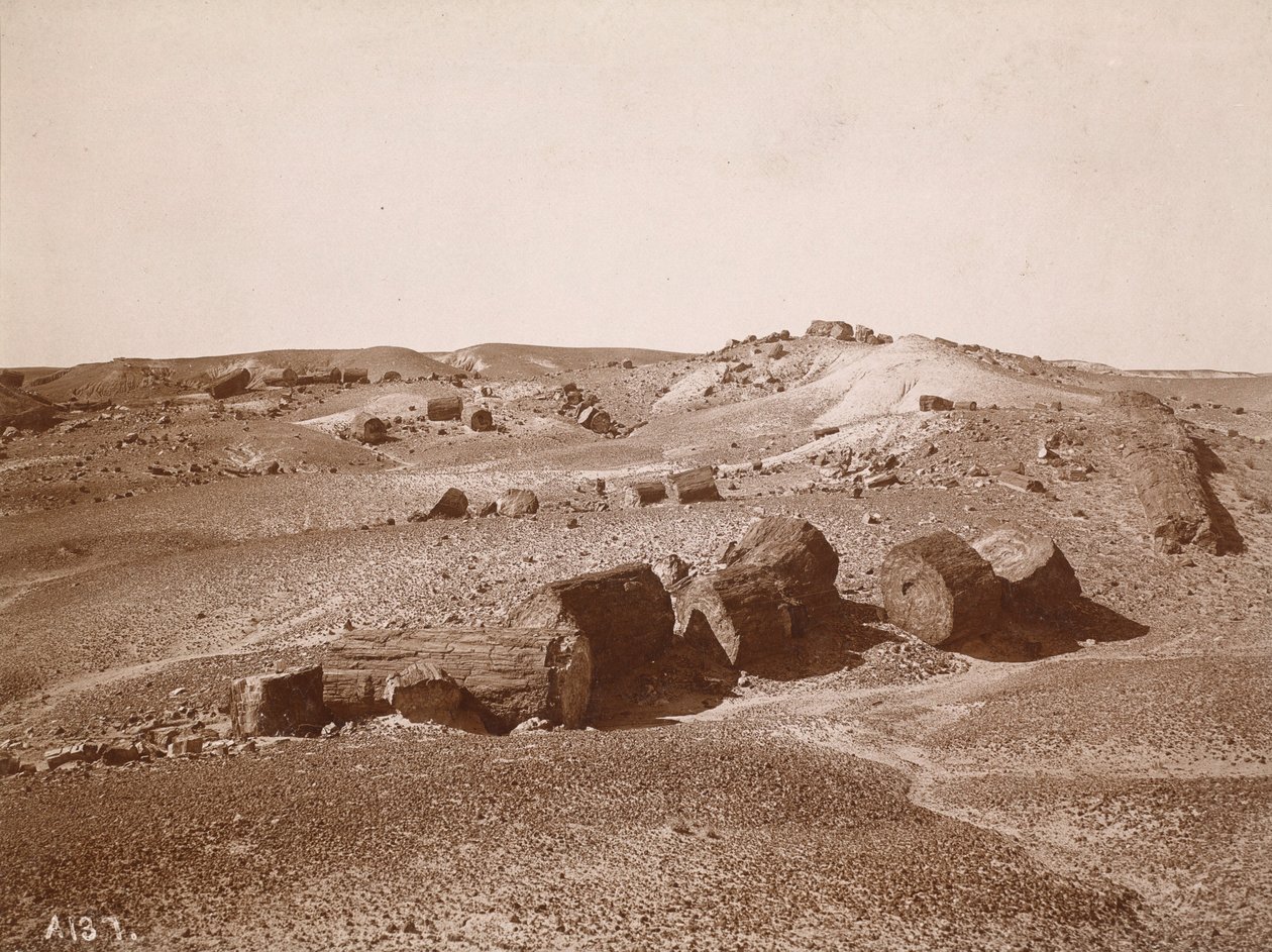 Ve zkamenělém lese (celkový pohled, Middle Park), asi 1895-1897 (foto) od Adam Clark Vroman