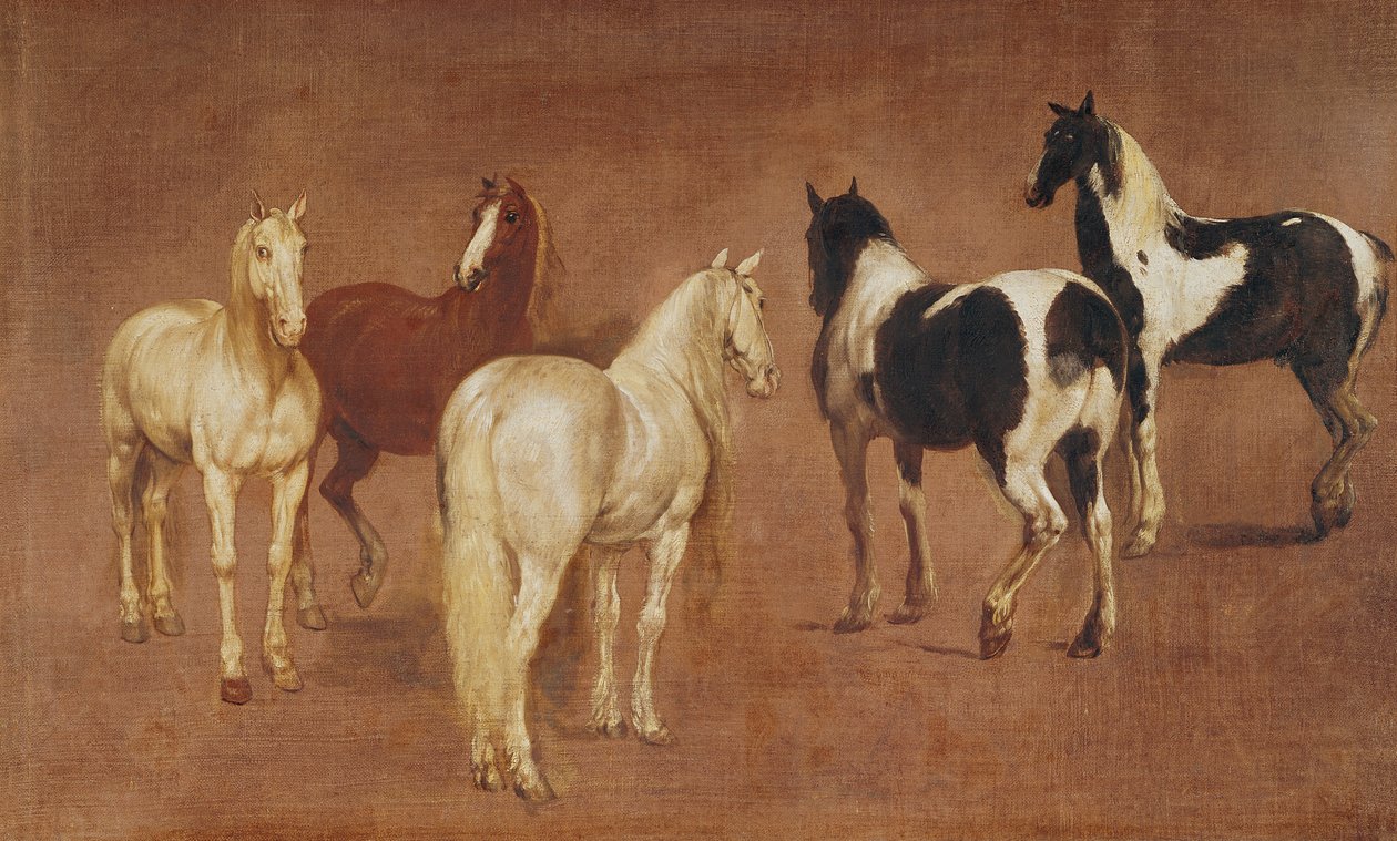 Studie pěti koní od Adam Frans van der Meulen