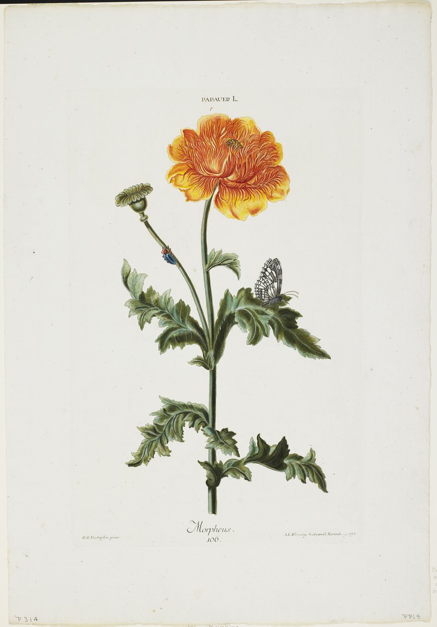 Papauer I. 106. Morpheus, z Hortus Nitidissimis, 1773 (ručně kolorovaná rytina) od Adam Louis Wirsing