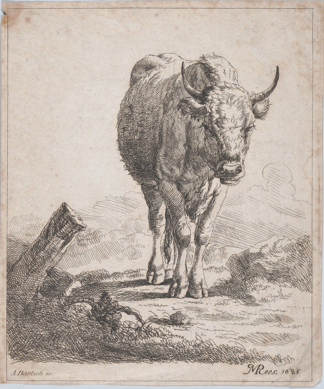 Kráva, při pohledu zepředu, 1805. od Adam von Bartsch