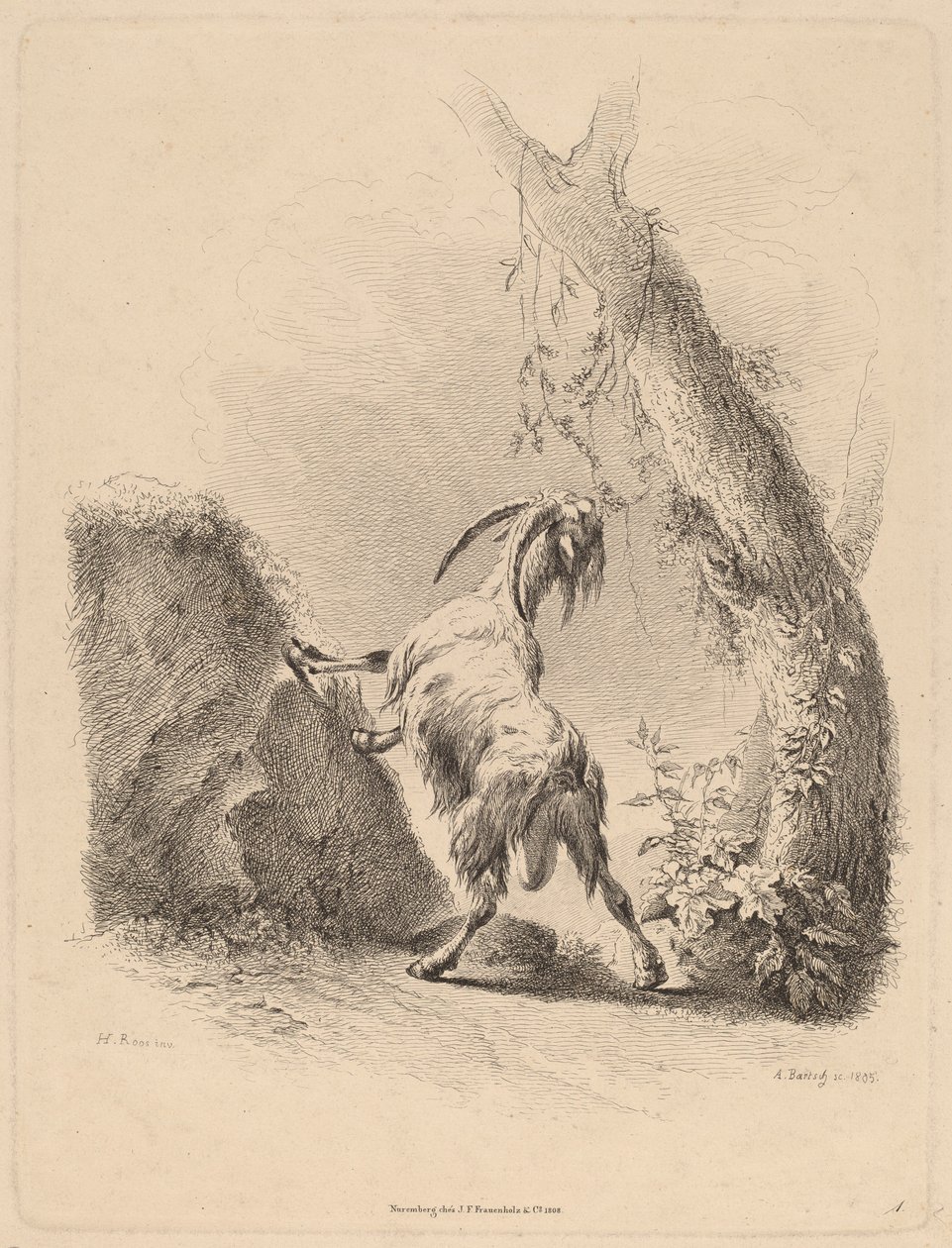 Koza v krajině, 1805. od Adam von Bartsch