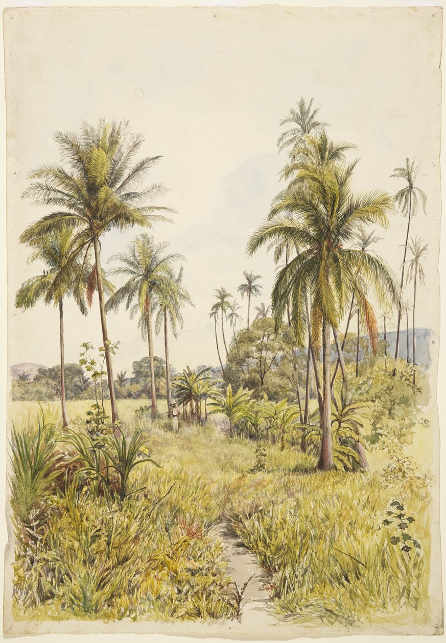 Palmy, Colima (akvarel) od Adela Breton